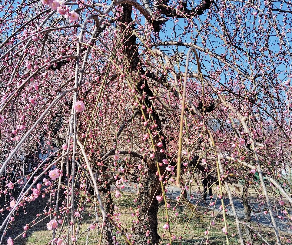 Ogose Bairin-越生町必去景点