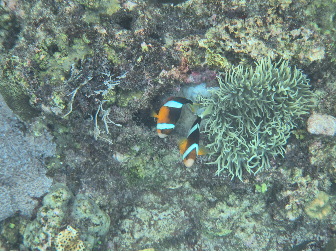 Napaling Reef-Panglao必去景点