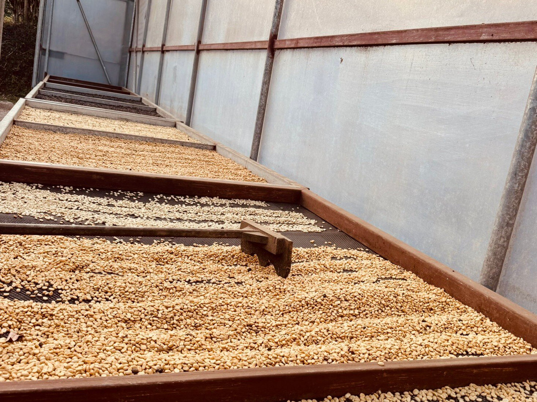 Café Monteverde Coffee Tour景点图片
