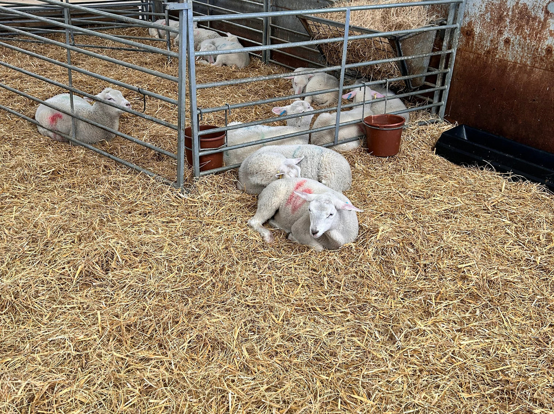 Barleylands Farm Park景点图片