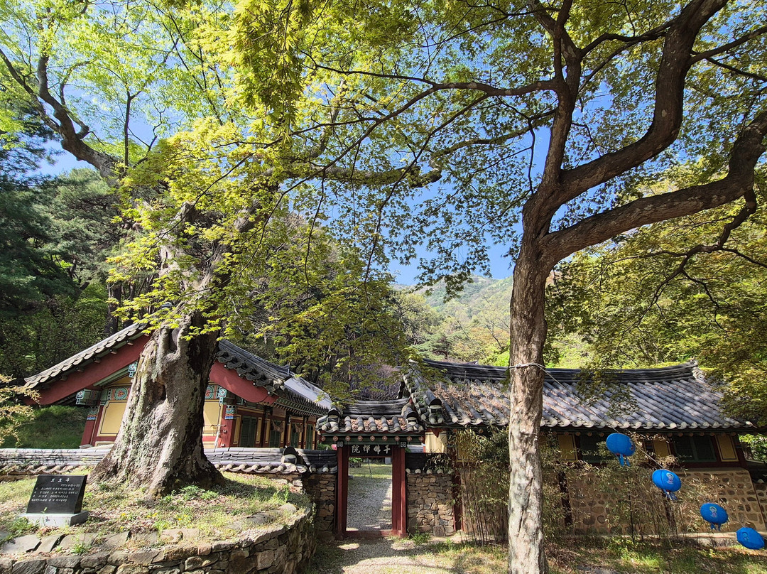 Hyangcheonsa Temple-礼山郡必去景点