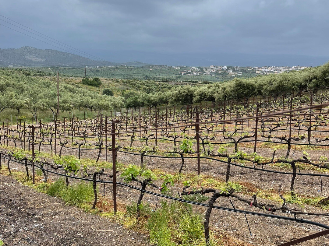 Klados Winery景点图片