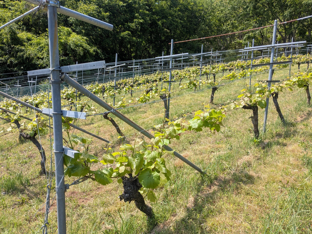 Chateau Sakaori Winery-甲府市必去景点