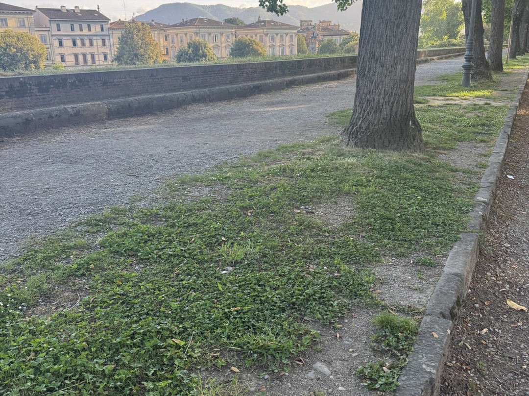Lucca Tours-卢卡必去景点