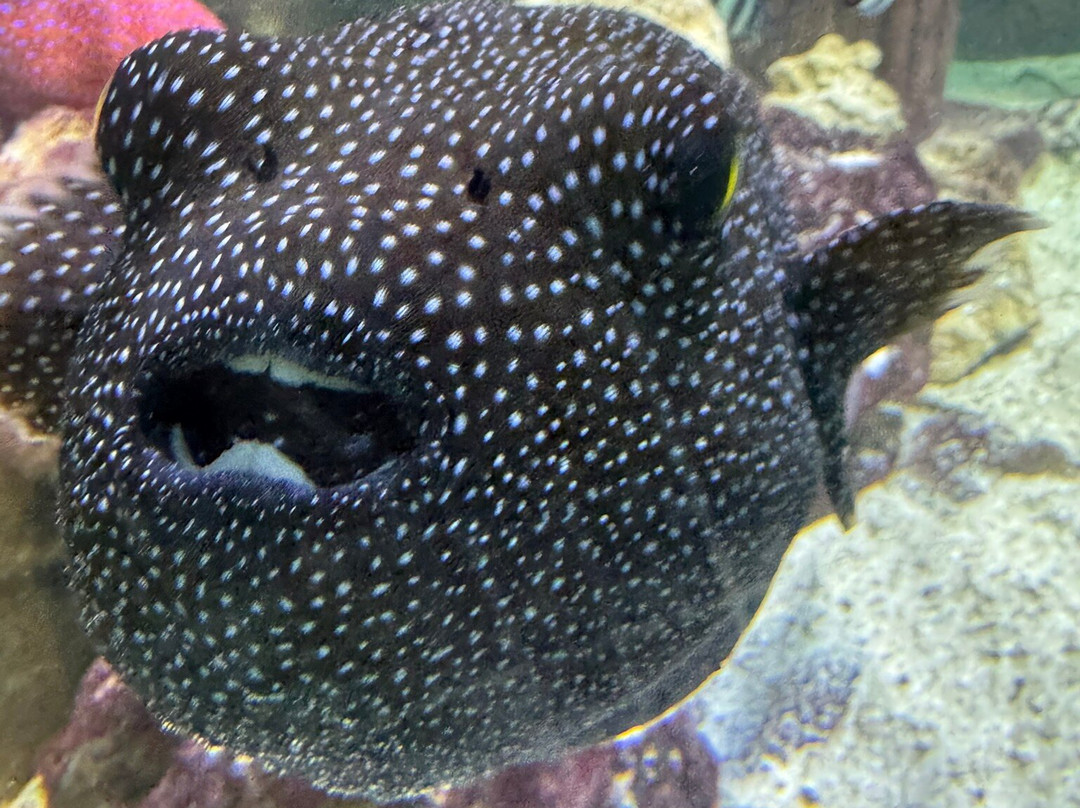 Tynemouth Aquarium-泰恩茅斯必去景点