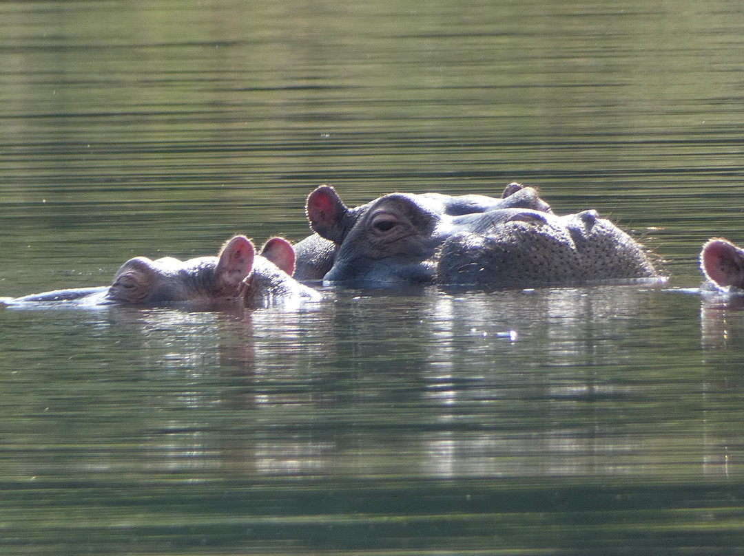 Rafiki Bush Lodge主图