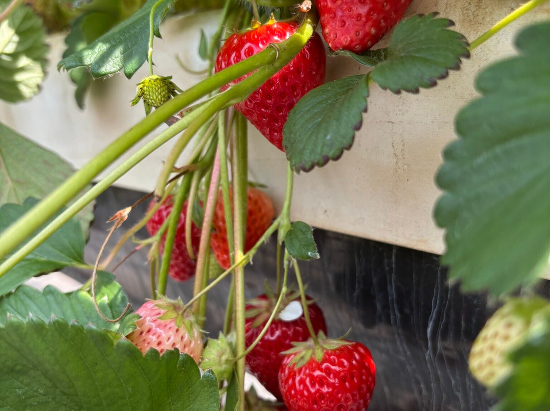 Osazen Strawberry Farm-八幡市必去景点