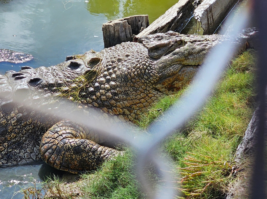 Koorana Crocodile Farm景点图片