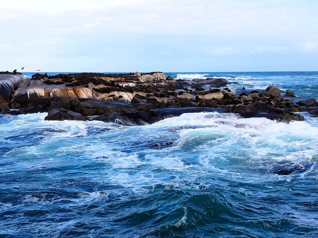 Duiker Island-木湾必去景点