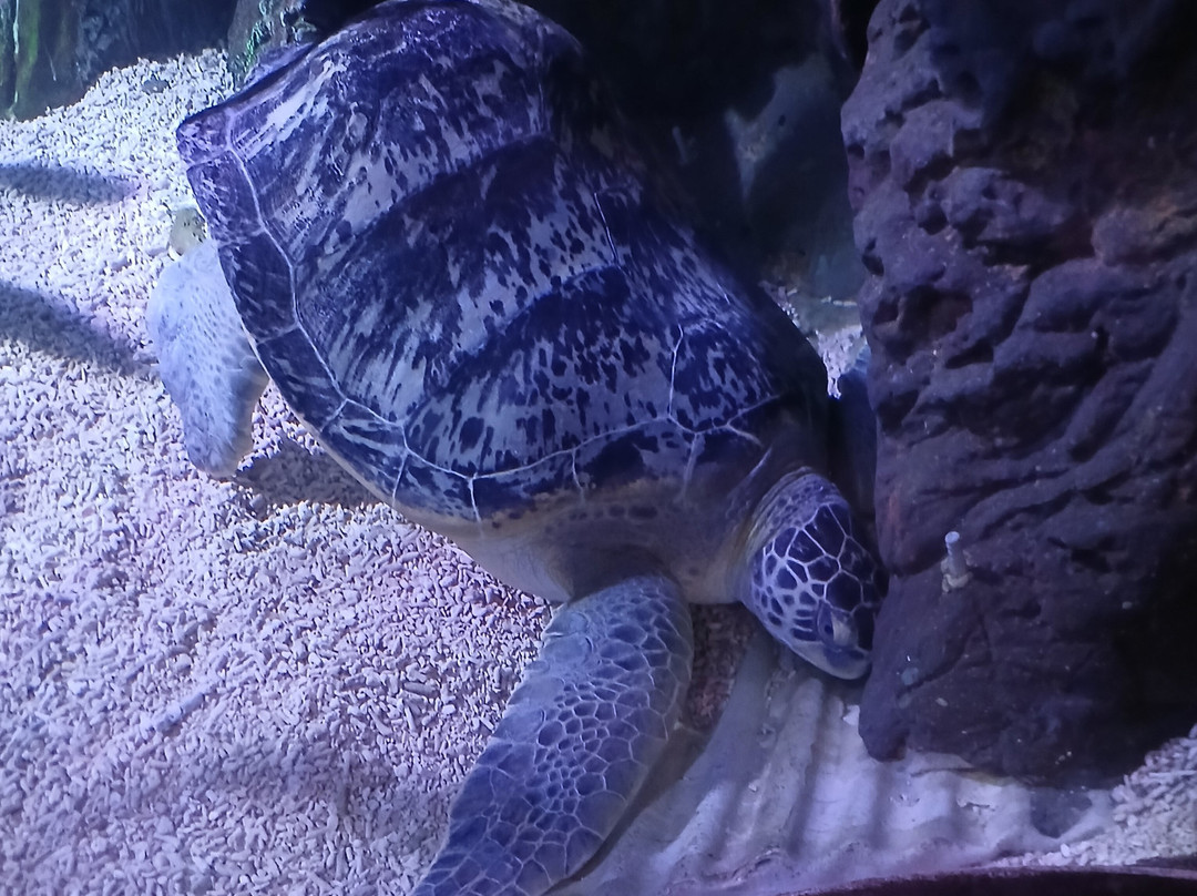 Sea Life Blankenberge-布朗肯堡必去景点