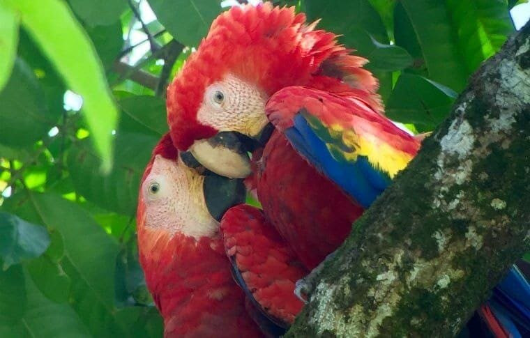 COSTA RICA XPLORES景点图片
