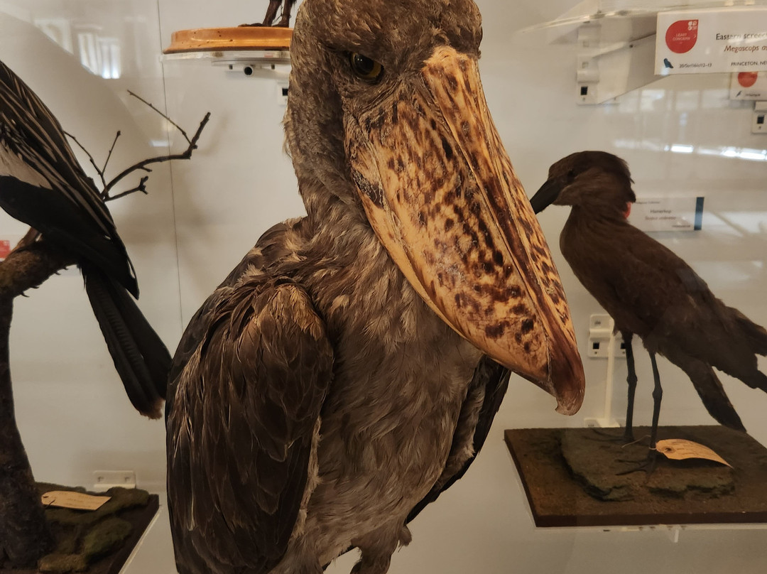 University Museum of Zoology-剑桥必去景点