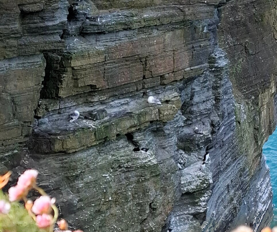 Marwick Head RSPB Nature Reserve-梅恩兰岛必去景点