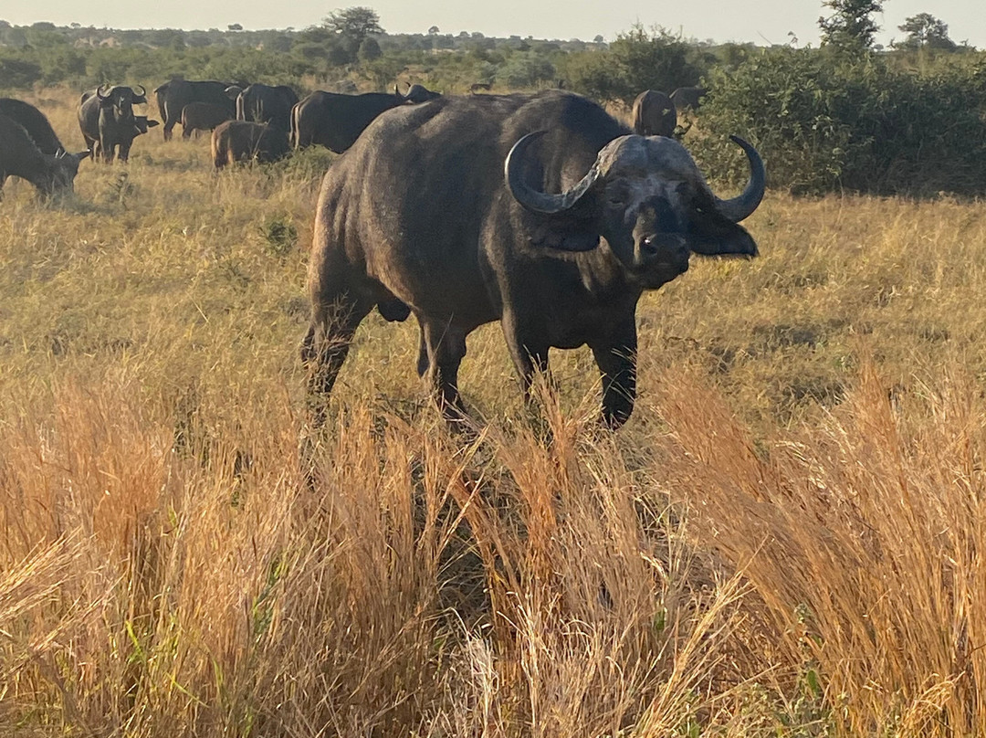 Africa's Best Adventures景点图片