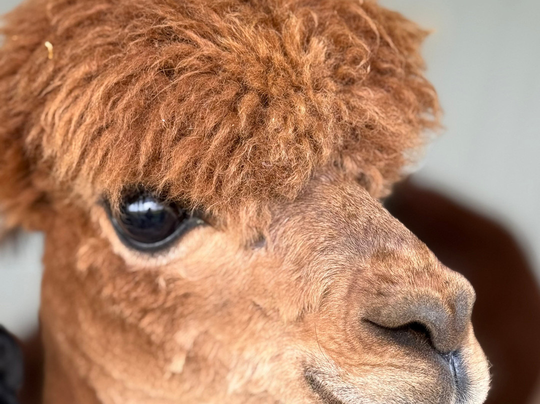 Alpacas Of Scotland Experiences Ltd景点图片