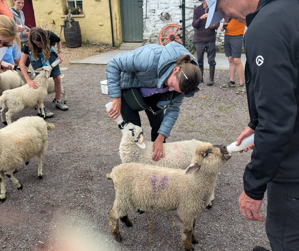 West Kerry Sheep Dog Demonstrations-凯里郡必去景点