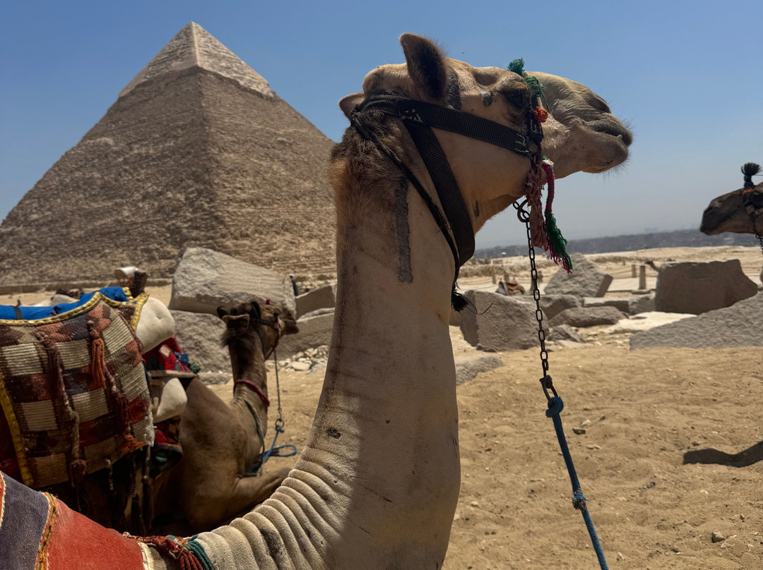 Deluxe Tours Egypt-开罗必去景点