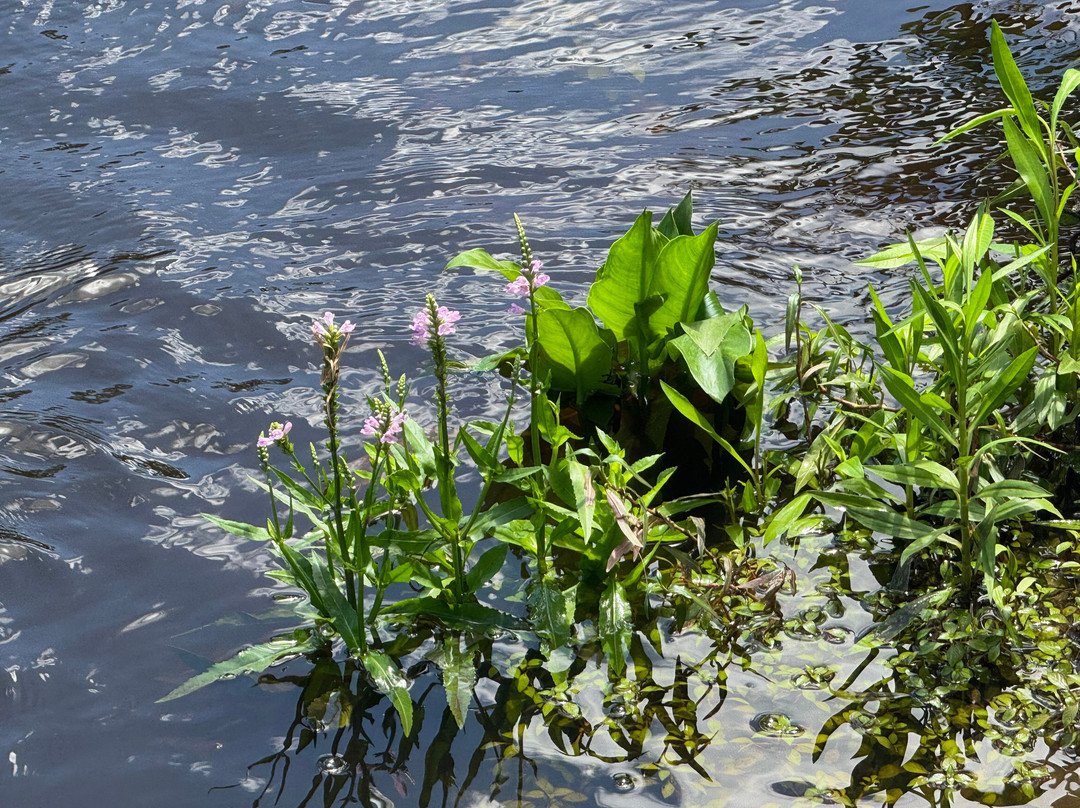 J.F. Gregory Park-里士满希尔必去景点