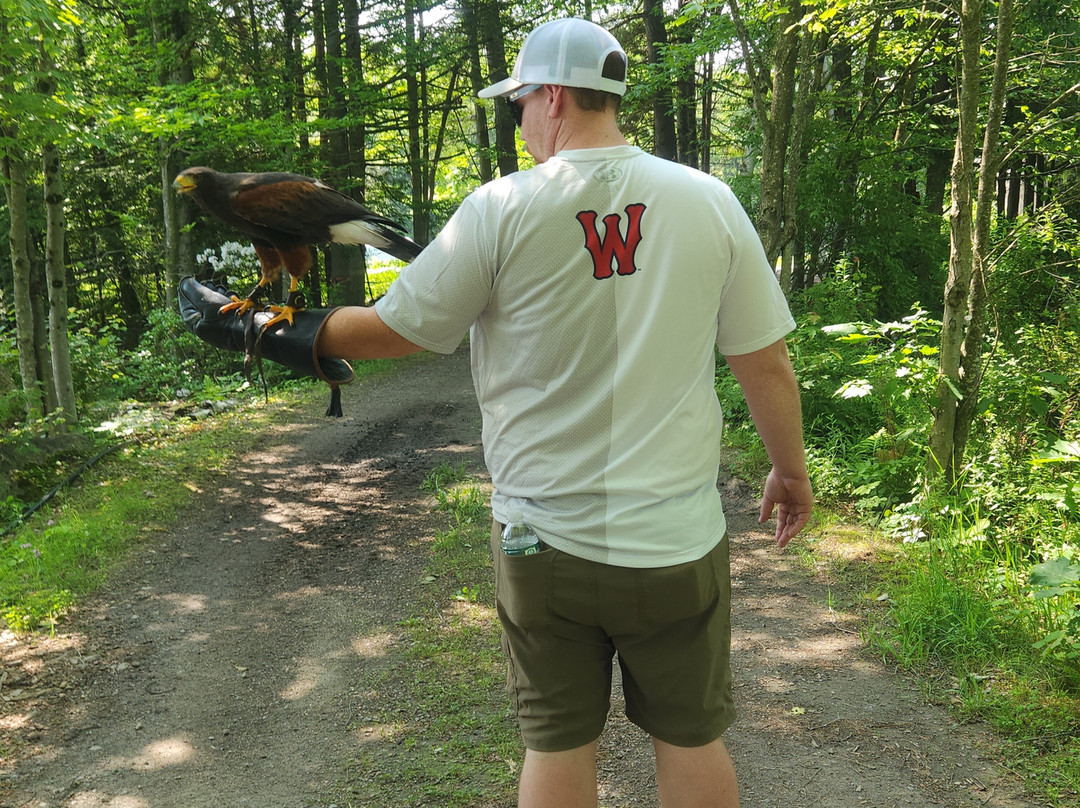 Monadnock Falconry-Temple必去景点