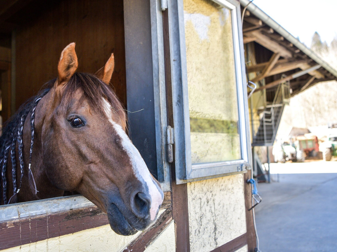 Hotel Gasthof zum Sussen Grund主图