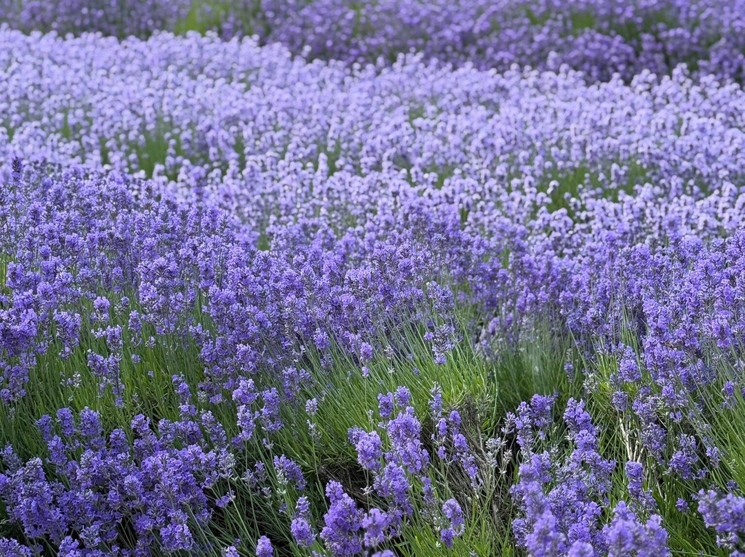 Norfolk Lavender-Heacham必去景点