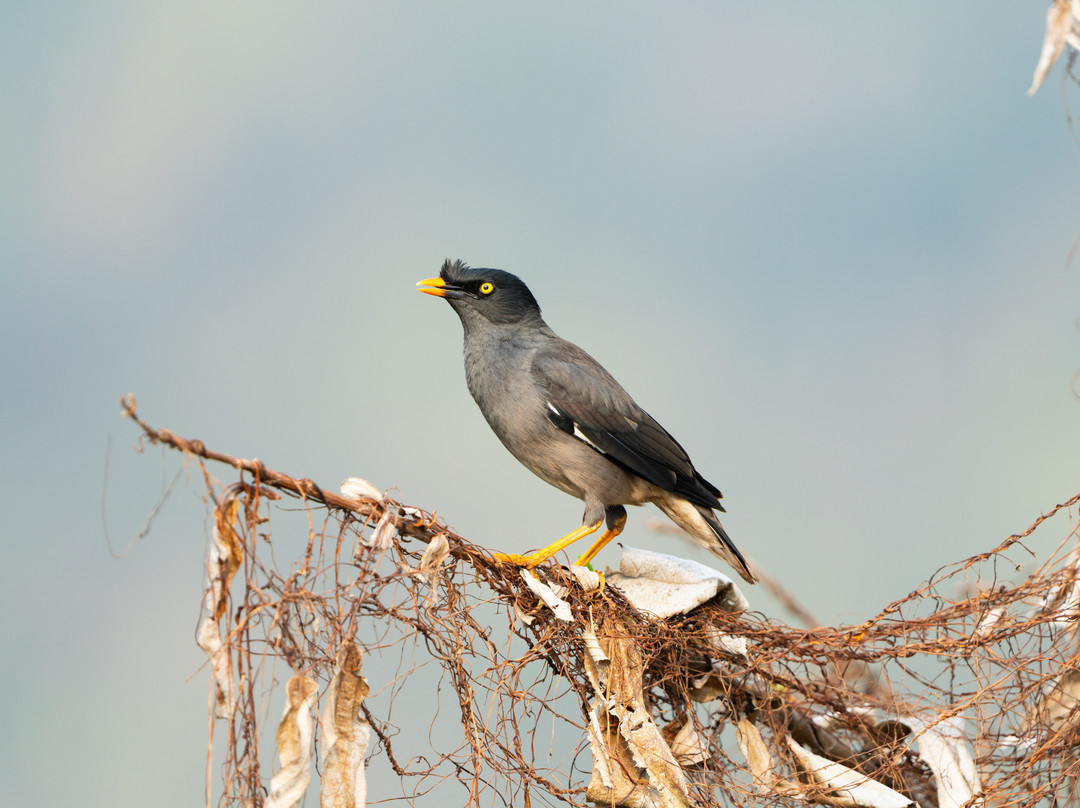 Asian Adventures-诺伊达必去景点