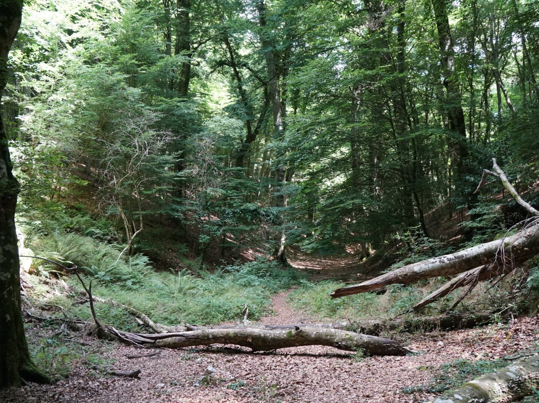 Foresta Umbra-Monte Sant'Angelo必去景点