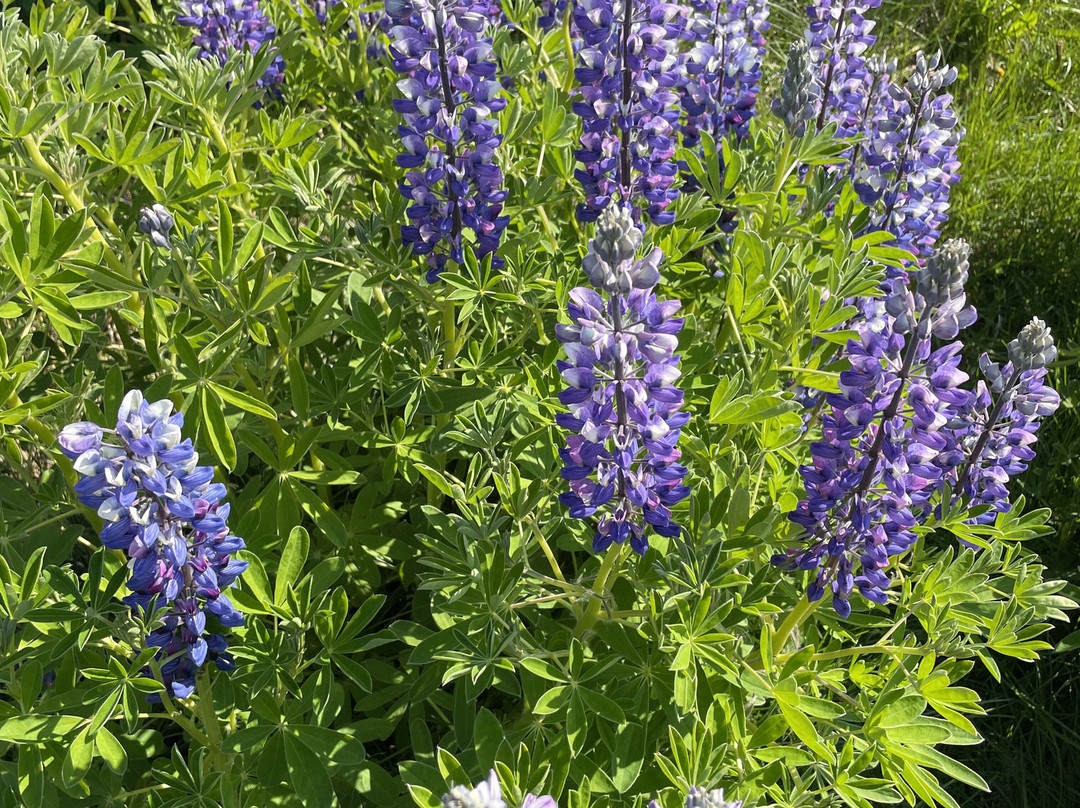 Dráphlíðarfjall-Stykkisholmur必去景点