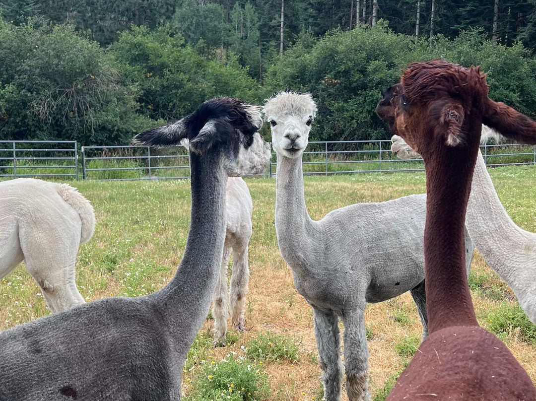 Seven Stars Alpaca Ranch Llc-科达伦必去景点