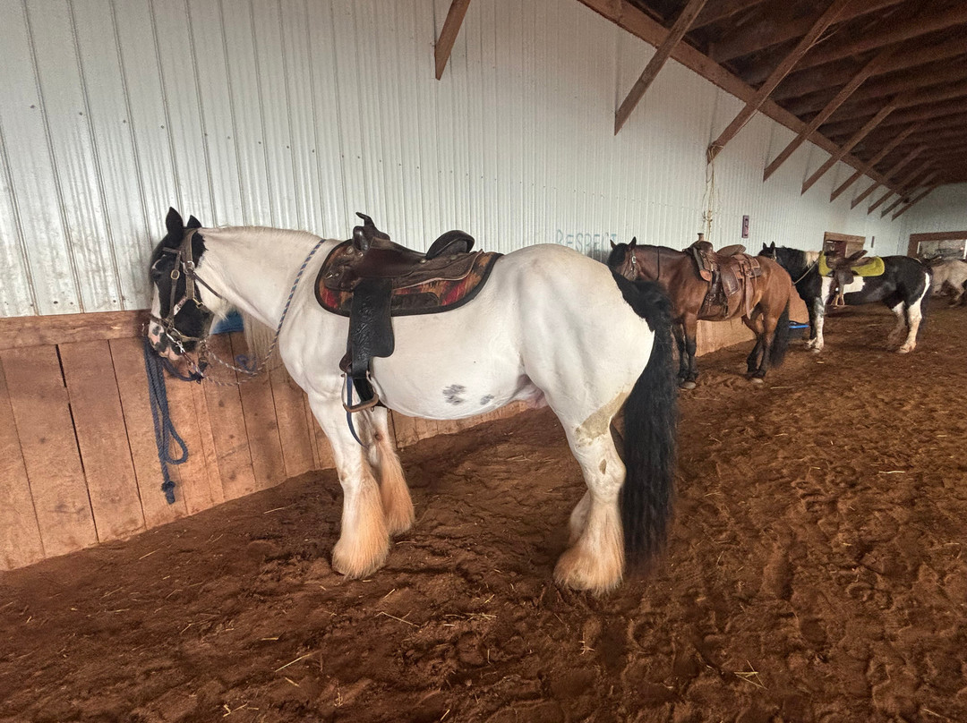 Venture Stables-Kensington必去景点