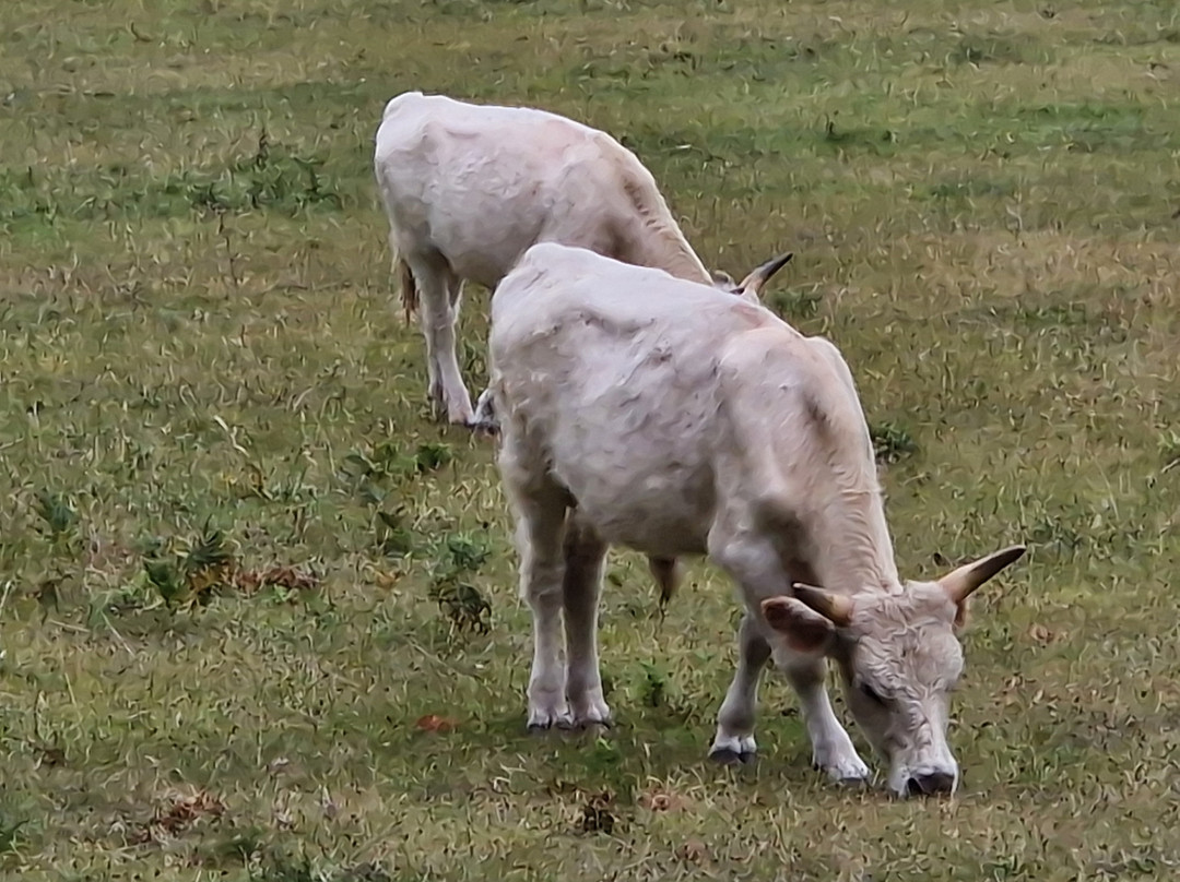 Chillingham Wild Cattle-阿尼克必去景点