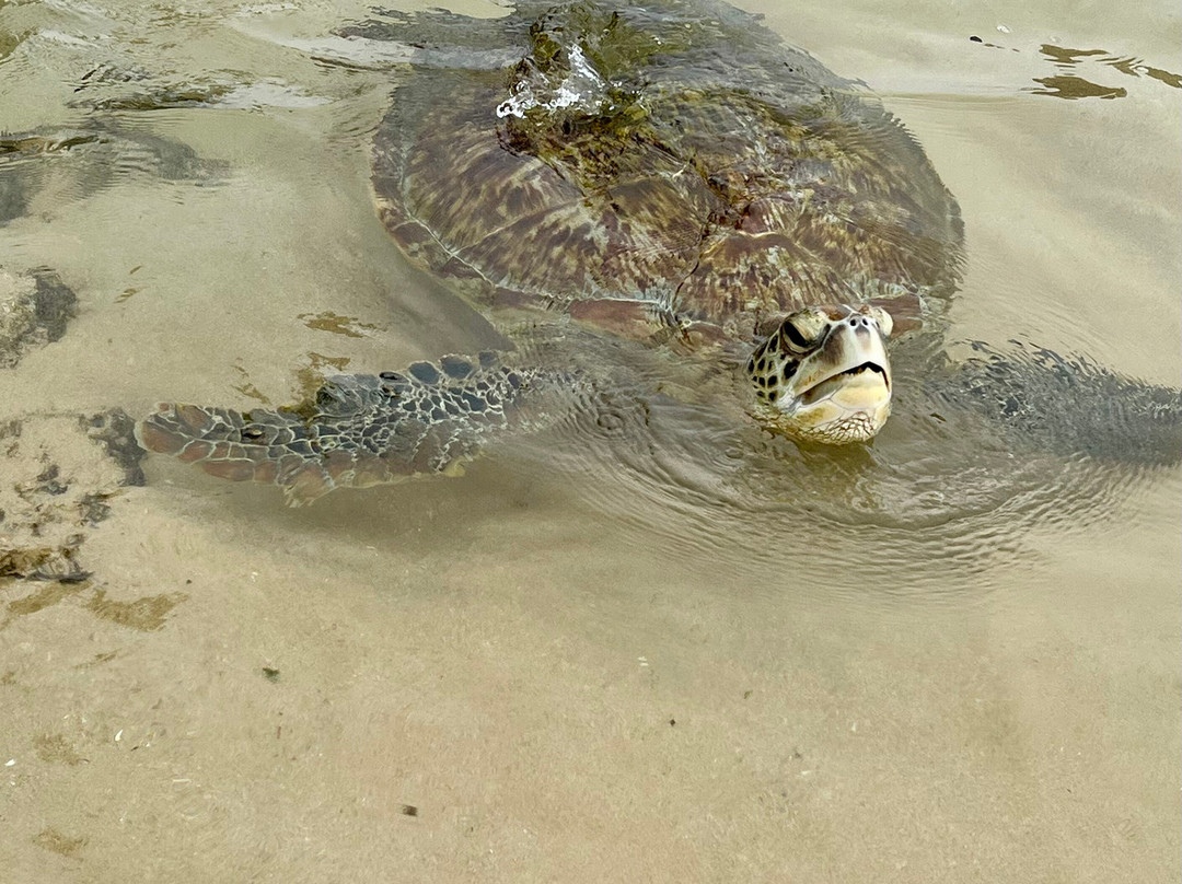 Dalawella Beach-加勒必去景点
