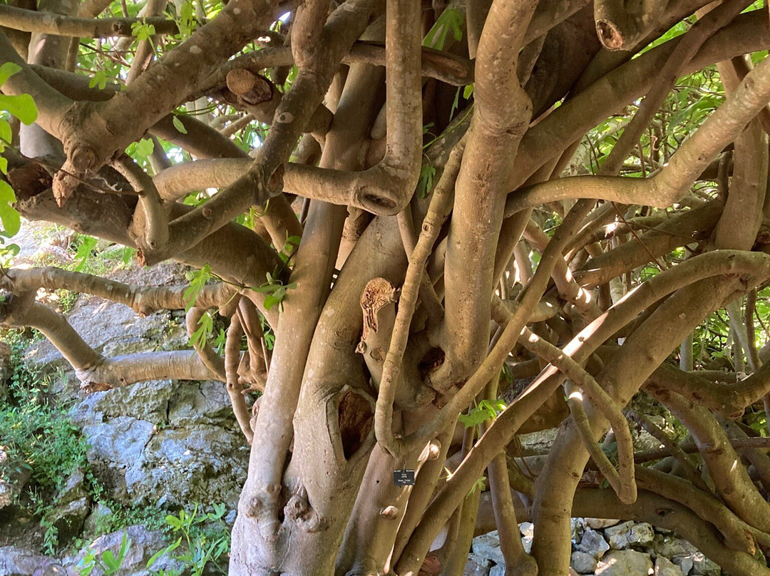 Ventnor Botanic Garden-文特诺必去景点