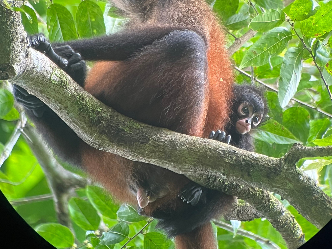 Casita y Tours Happy Feet主图