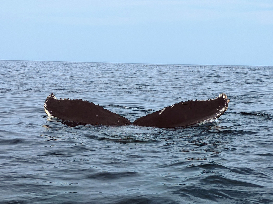 Discovery Sea Adventures-Bonavista必去景点