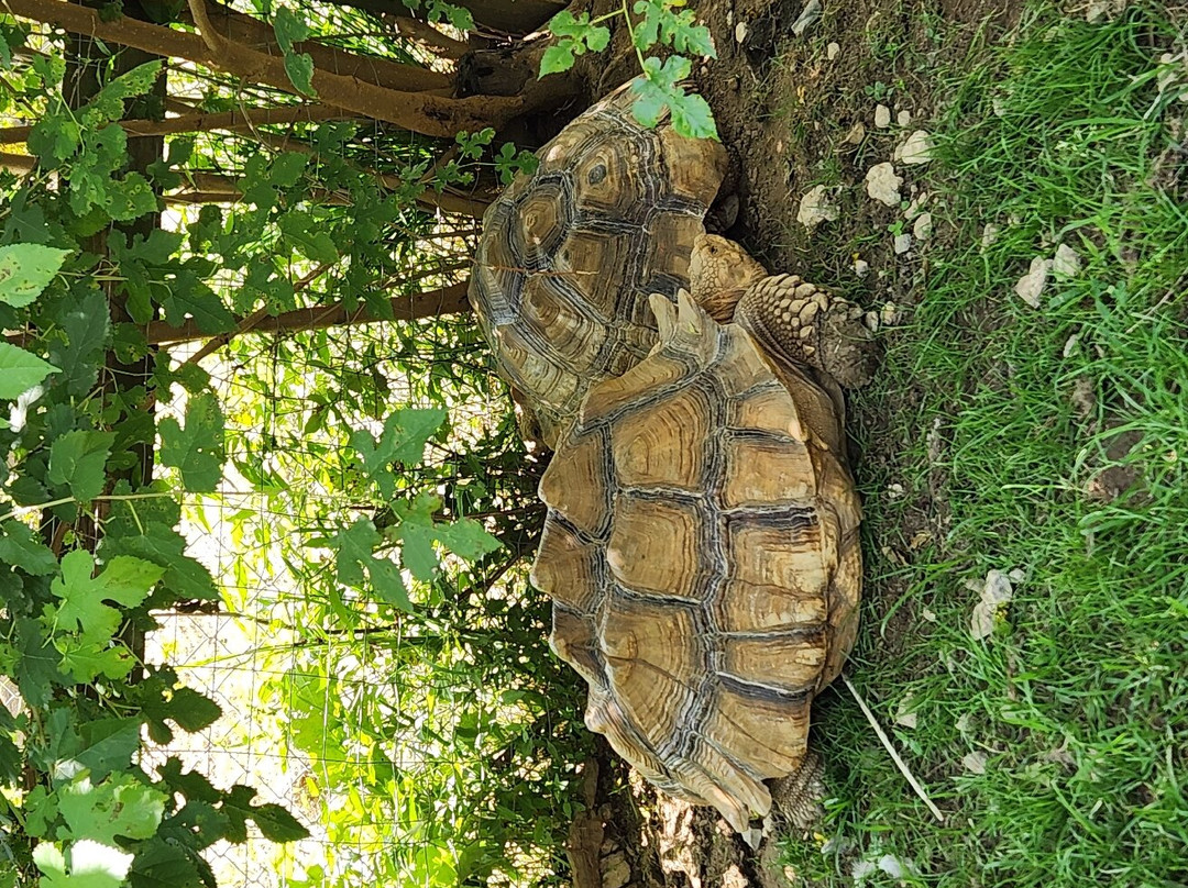 Plumpton Park Zoo-Rising Sun必去景点