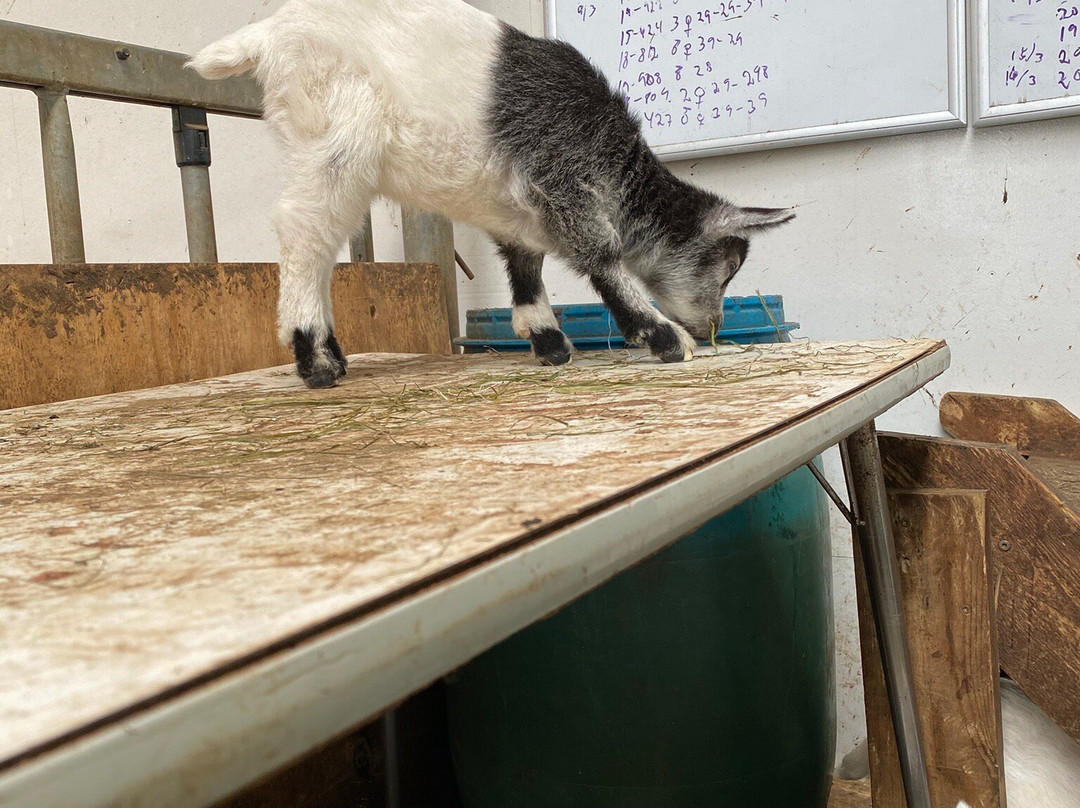 Brúnastaðir Guesthouse And Farm
