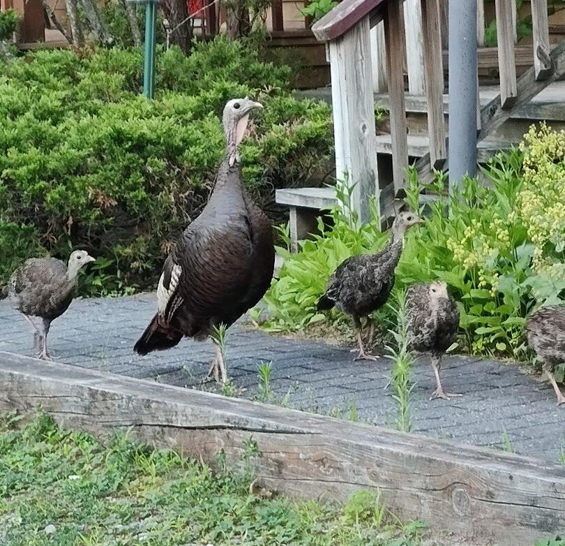 Wiscasset Woods Lodge主图