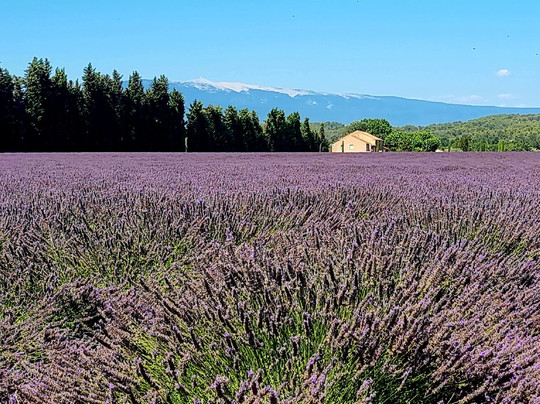 Les Restanques主图