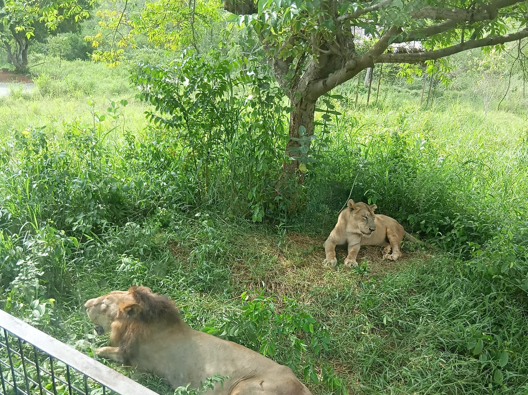 Arignar Anna Zoological Park-金奈（马德拉斯）必去景点