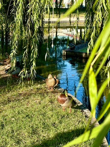 宪法花园-华盛顿特区必去景点