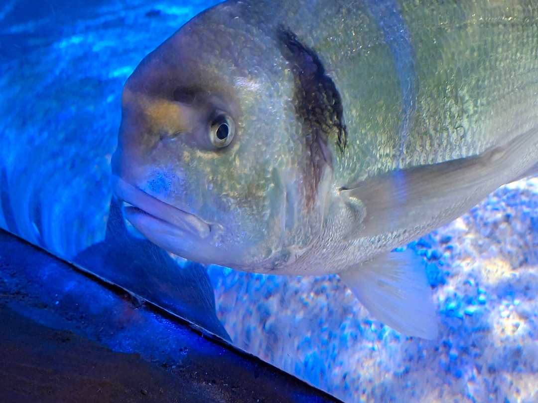 SEA LIFE Hunstanton-Hunstanton必去景点
