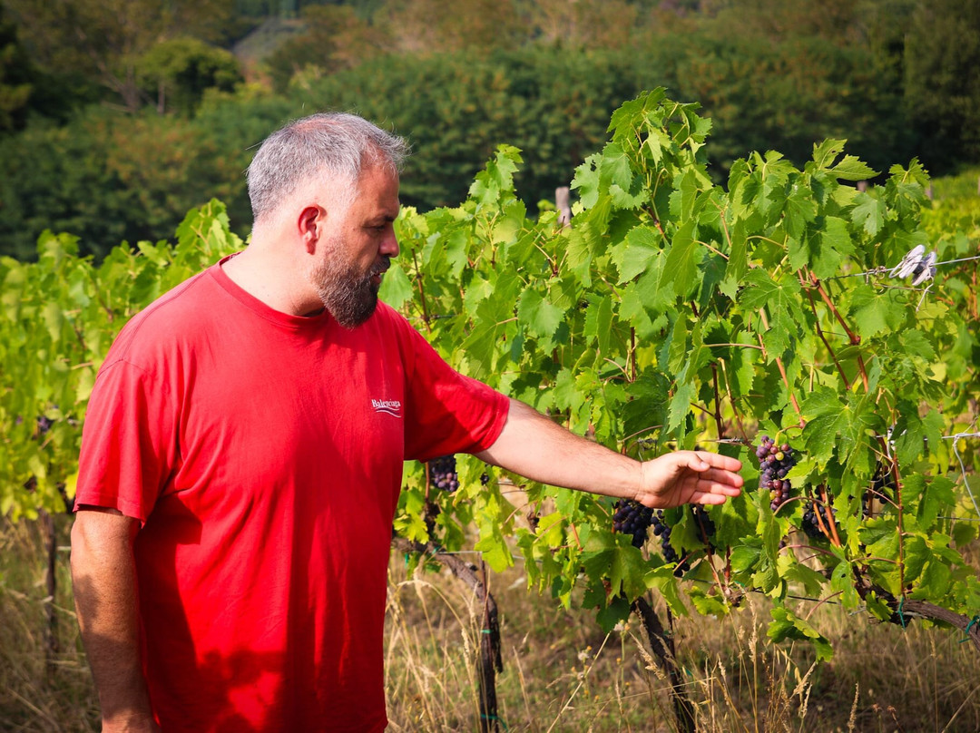Poggi del Chianti Winery-卡夫里利亚必去景点