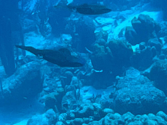 Wannadive Bonaire-Kralendijk必去景点