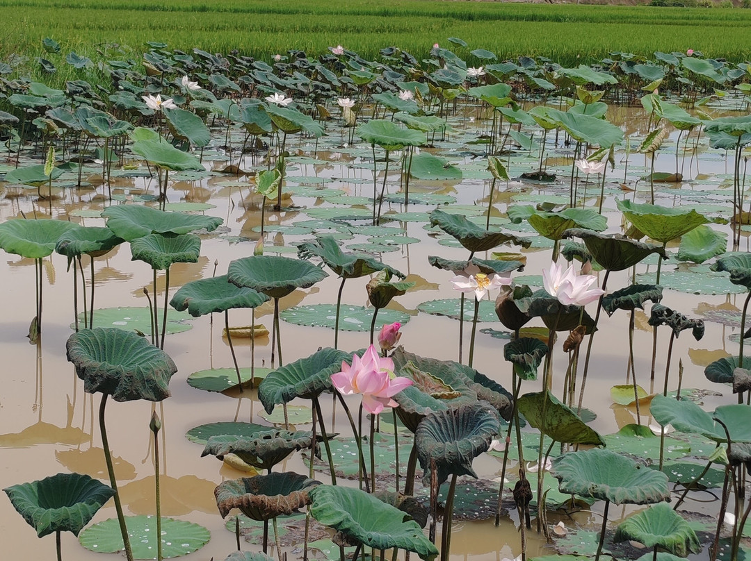 JeepVN-芽庄必去景点