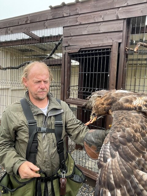 Mayfield Birds of Prey-Kilmacthomas必去景点