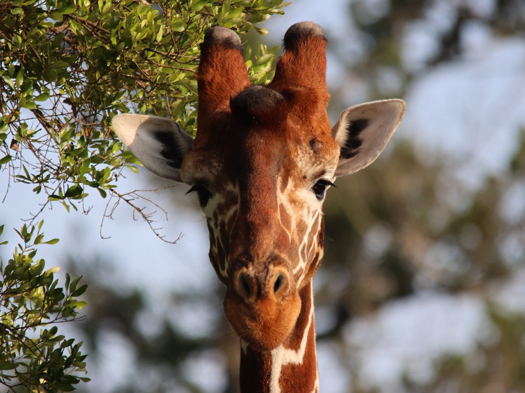 Designer Safari-内罗毕必去景点