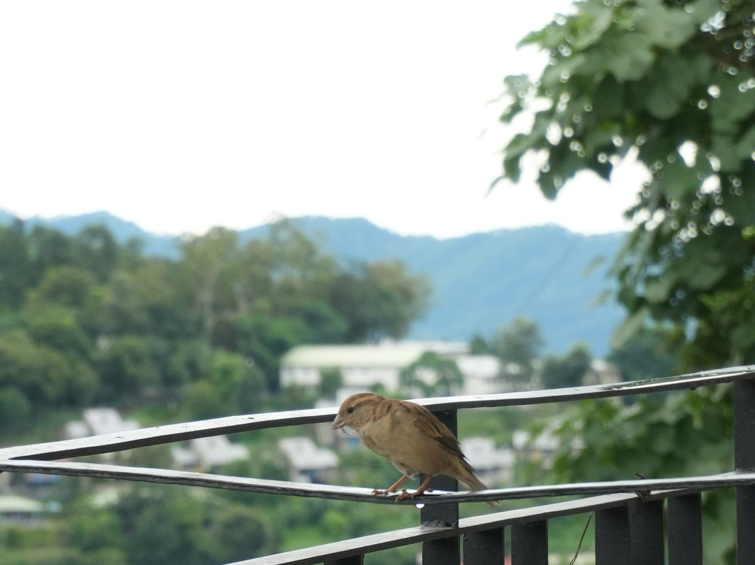 Rosewood Retreat Bhimtal主图