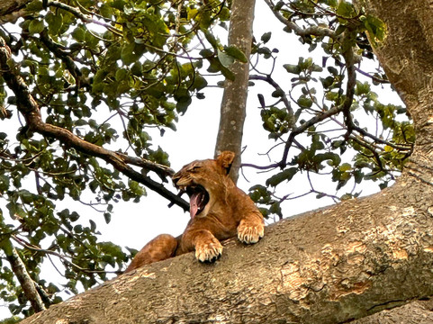 Let's Go Travel-坎帕拉必去景点