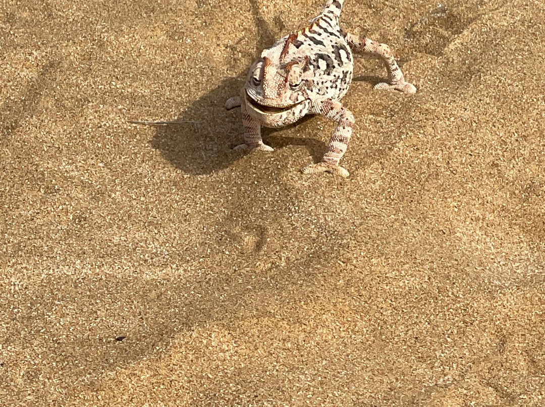 Living Desert Adventures Discover the Little 5-斯瓦科普蒙德必去景点